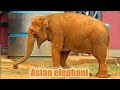 Азиатский слон Московский зоопарк Asian elephant Moscow zoo 大象 हाथी 象 코끼리 الفيل Elefant gajah ช้าง