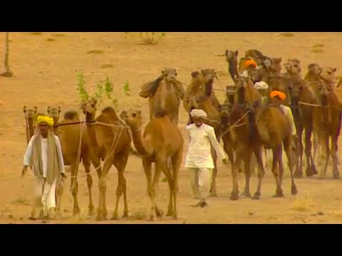 Video: Nar - camello para hombre y desierto