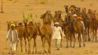 The Desert Camel Driver with 250 Camels  Lords of the Animals