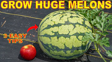 Your Watermelons Will LOVE You For This: How To Grow GIANT Watermelon!