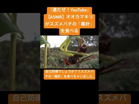 【ASMR】オオカマキリがスズメバチの「毒針」を食べる #sdgs #insects #虫の音 #bug #sound #yt #asmr #chewing #mantis #video #昆虫