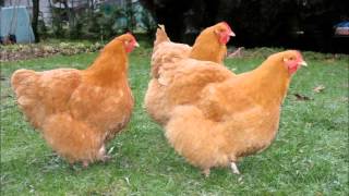 English chicken breeds