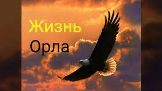 Жизнь орла #1/ СПАСИБО 50 ПОДПИСЧИКОВ!!!!))) 😊😊😊