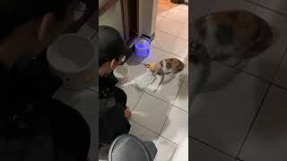 Cat Gets Cheese Stuck on Its Head