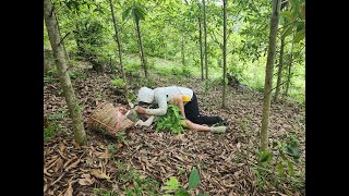 The woman went into the forest alone to harvest galangal with big leaves and the ending
