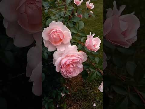 Самая Красивая Английская Роза - Вайлдив The Most Beautiful English Rose Розы Сад Rose Shorts