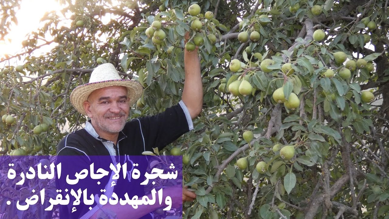 شجرة الاجاص المحلي البعويدة شجرة نادرة مهددة بالانقراض .