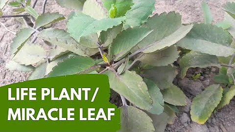 Benefits Of Miracle Leaf For Various Health Conditions| Life Plant| Leaf Of Life