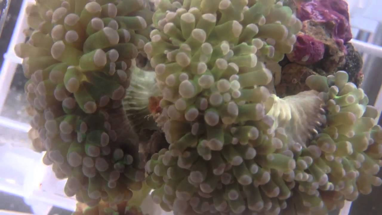 New Corals and Clam in Quarantine tank YouTube