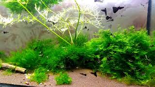 акваскейп. 水族造景Shuǐzú zào jǐng.aquascape папоротник. мох