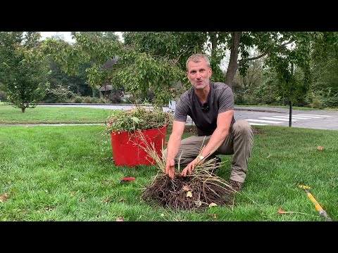 Video: Clematis - Plantering Och Sorter