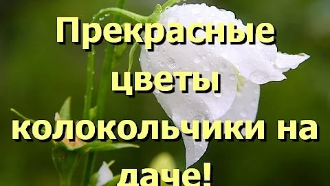 Цветы колокольчики, простые, но прекрасные. Фото колокольчиков