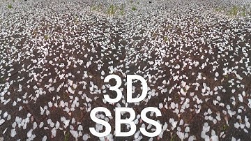 Rainy Days 02 sbs side by side 3d vr Kandao QooCam EGO
