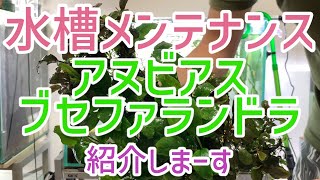 【紹介＆メンテ】　メイン水槽の水草紹介とメンテナンスをやっていきます！！