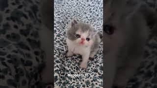 Napocats.ro | Exotic Shorthair girl: Alma by Napocats, Exotic Shorthair & Persian Cats 113 views 6 months ago 1 minute, 4 seconds