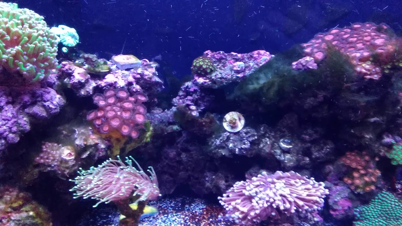 Vibrant Liquid Aquarium Cleaner after 3 months YouTube