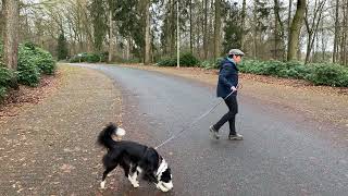 How to leisurely walk your dog?