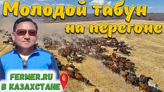 Традиции табунного коневодства Казахстана. Перегон лошадей с джайляу на осенние пастбища.