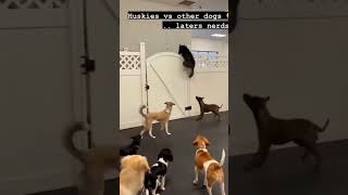 Husky talent  #dog #husky #shortsvideo #pets