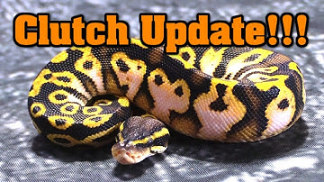 Clutch Update! What kind of BALL PYTHON is THAT??  You GUESS, results revealed at the end!!!