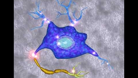 Diffuse Axonal Injury