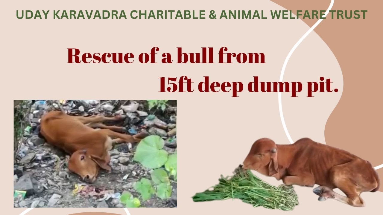 We rescued a bull from 15 ft deep dump pit Rescue of Bull rescue animalwelfare YouTube