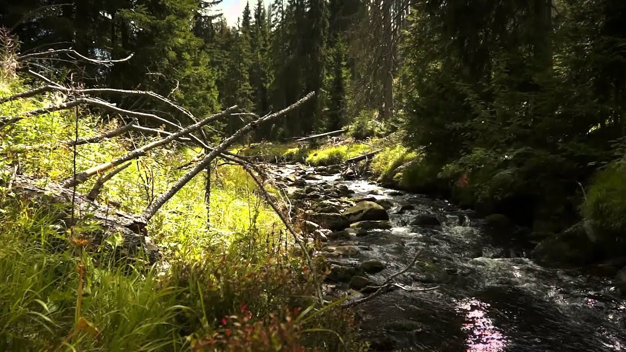 ZVESELA ŠUMAVOU - O PRAMENECH, POTOCÍCH A ŘEKÁCH