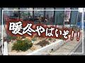 元気過ぎて逆に怖い‼︎オージーガーデンの経過報告!【植栽計画】