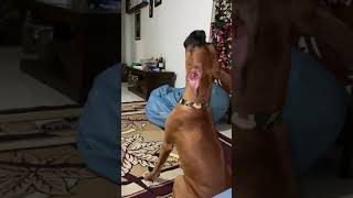 Boxer dog barking