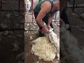 Sheep shearing last shoulder breakdown