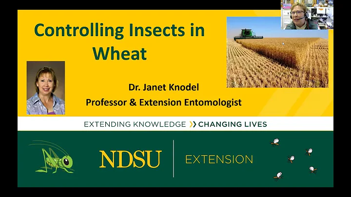 Janet Knodel   Controlling Insects in Wheat