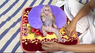Mommy dressing diaper for baby monkey Miker