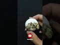 sulcata eggs hatch @manokura #sulcata #tortoise #menetas #hatching