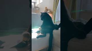 神々しい黒猫 #ボンベイ #子猫 #cat #bombay #ねこ #ねこのいる生活 #猫のいる暮らし #猫 #ネコ #ねこ動画 #おもちゃ #癒やし #かわいい