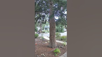 Squirrels at the big tree doing squirrel things #squirrels