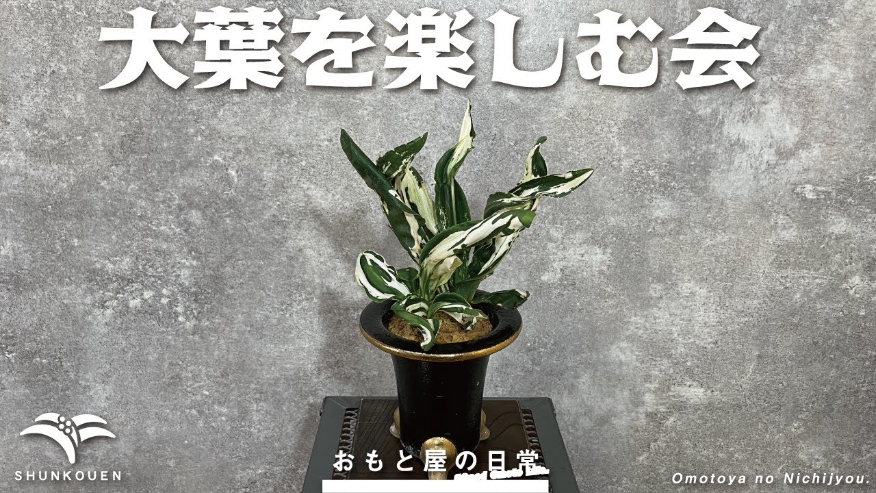 大葉を楽しむ会 おもと屋の日常 Youtube