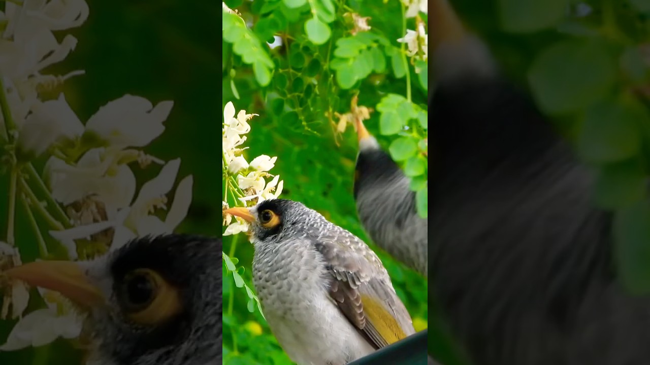 Birds noisy minors #birds #naturebeautiful #nikoncoolpixp1000