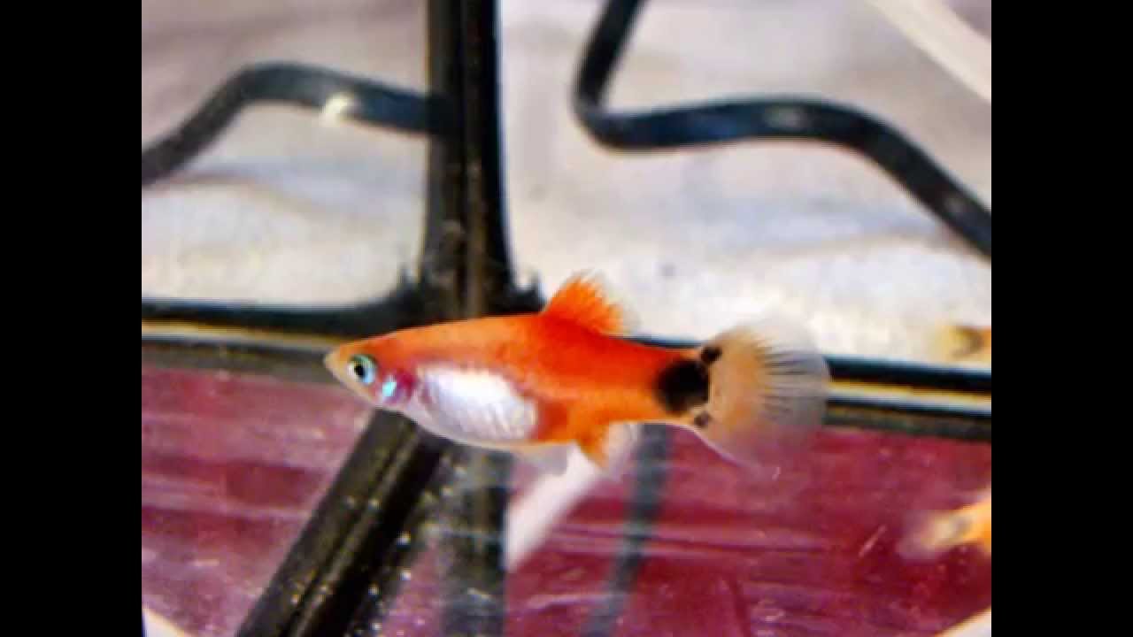 bourse aquario et terrario de picardie A²TP