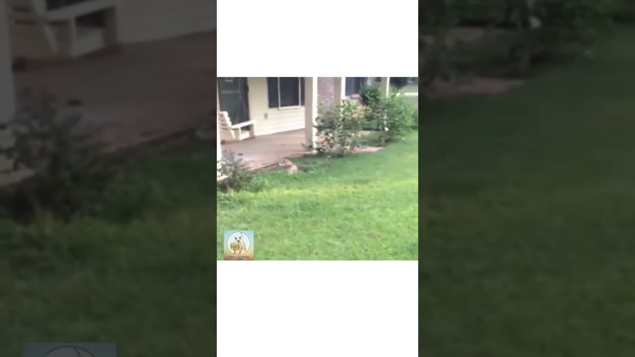 Wait For Me....Oops Wrong Way🐶🐶🐶🤩🤩😂🤩💝😂🤩😂🤩❣️ #dogs #funny #shorts #viral #trynottolaugh