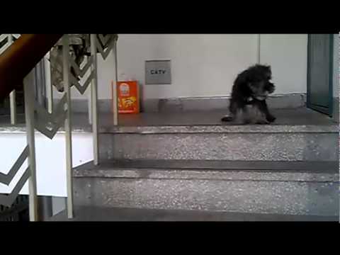 Dog afraid to go down stairs [不敢下楼梯的狗狗]