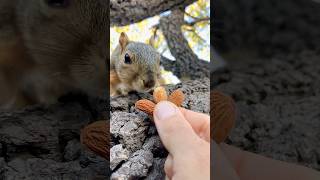 How to Confuse a Squirrel but Baby Trey knows his 3’s #animals #friends #games #learning #cute #new