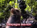 Galapagos chapter 1