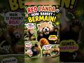 Red Panda Ini Hobi Banget Main #redpanda #hewanlucu #faktahewan