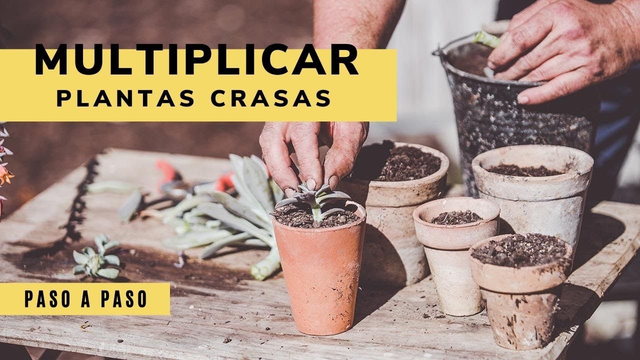 Dos formas de multiplicar plantas crasas - Bricomanía - Jardinatis
