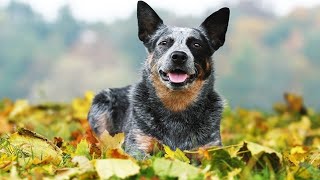 How to Train and Care for an Australian Cattle Dog
