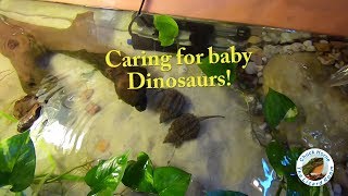 Alligator Snapping Turtle babies: feeding, care and maintenance!