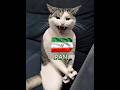 Every country has different cats 💀 #phonk #cat #trolledit #pets