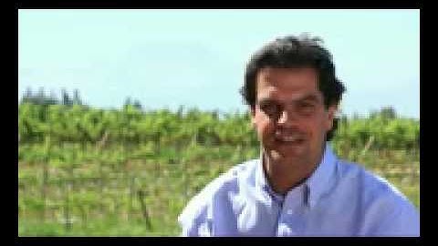 CHILCAS Wines - Chilean Winemaker