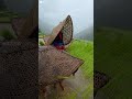 Why Do Nepalese Farmers Wear Giant Shields! 🌾 😳 #shortsvideo