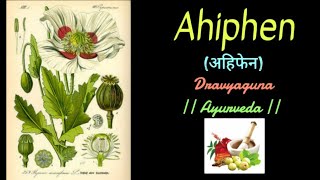Ahiphen | Dravyaguna | Papaver somniferum | Opium | Ayurveda | BAMS ||अहिफेन || द्रव्यगुण screenshot 5